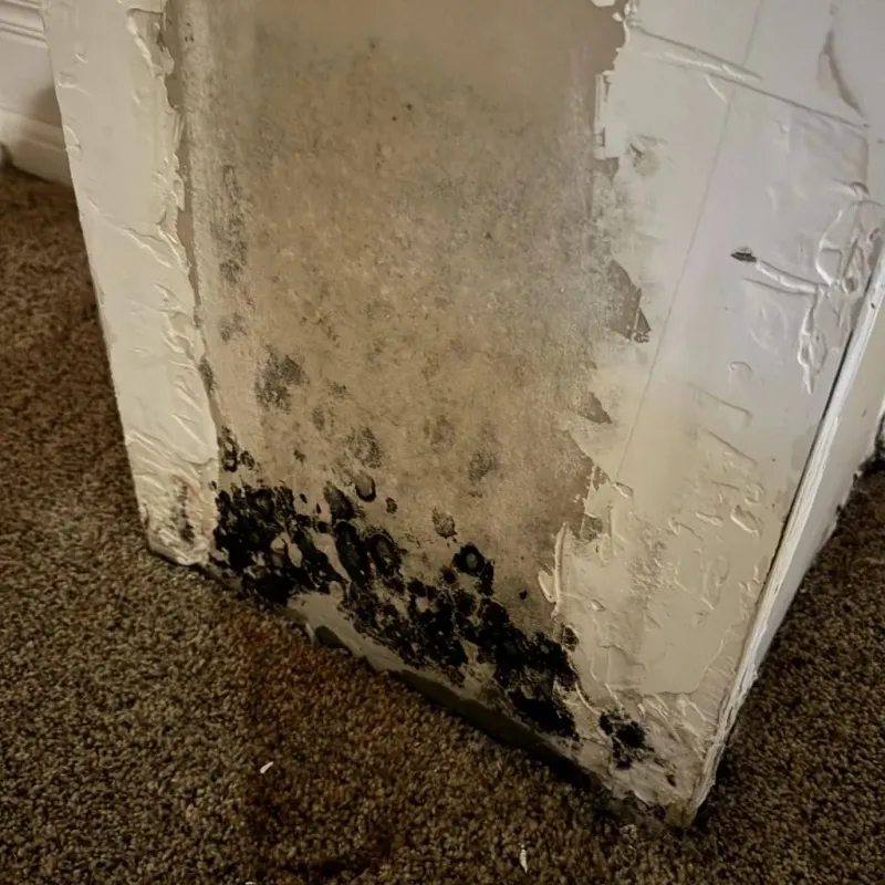 Professional Mold Removal in Teller County, CO